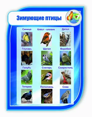 Зимующие птицы Free Activities online for kids in Kindergarten by Светлана  Мочелова