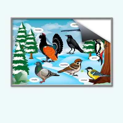 Раскраска Зимующие птицы распечатать или скачать