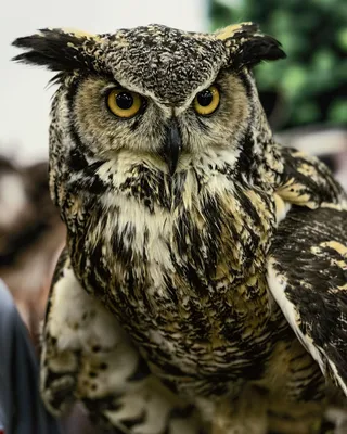 Сова я сова🦉 )) Утром я даже не люблю разговаривать , в себя прихожу  долго😃. Мозг на паузе ) А ночью открывается второе дыхание, я не… |  Instagram