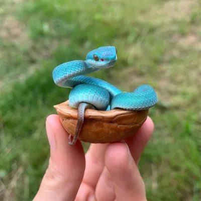 Благодарная змея 🐍 читаем и слушаем польскую народную аудио сказку для  детей 😸 | Читаем сказки для детей 😺 Аудиосказки на ночь 💫 | Дзен