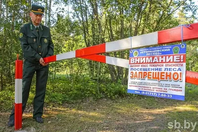 Рисунок на тему правила поведения в лесу (49 фото) » рисунки для срисовки  на Газ-квас.ком