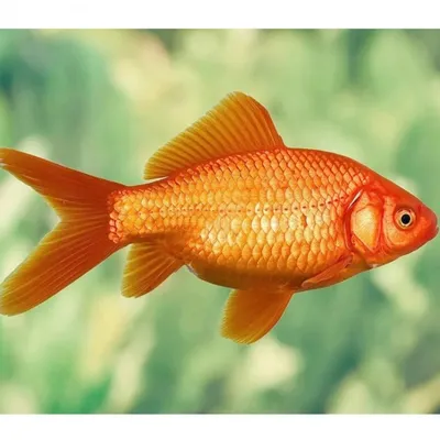 Картинка золотая рыбка из сказки пушкина - 59 фото