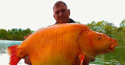 Золотая рыбка - оранда красная | ЗООМАГ