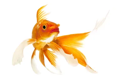 Картинка золотая рыбка из сказки пушкина - 58 фото