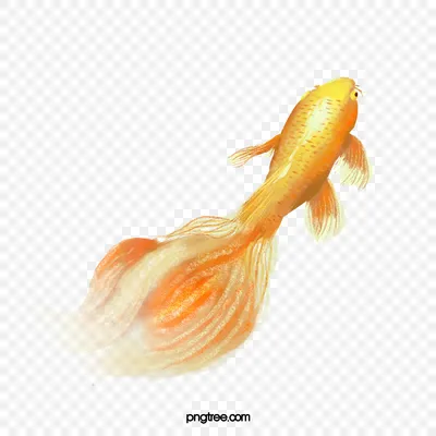 Золотая Рыбка — стоковые фотографии и другие картинки Золотая рыбка - Золотая  рыбка, Изолированный предмет, Белый - iStock