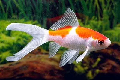 Группа Золотая Рыбка — стоковые фотографии и другие картинки Золотая рыбка  - Золотая рыбка, Прыгать, Без людей - iStock