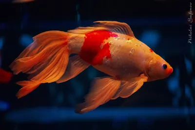 изображение золотой рыбки плавающей в воде, декоративная рыба, золотая рыбка,  животное фон картинки и Фото для бесплатной загрузки