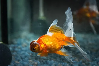 Золотая рыбка для пруда
