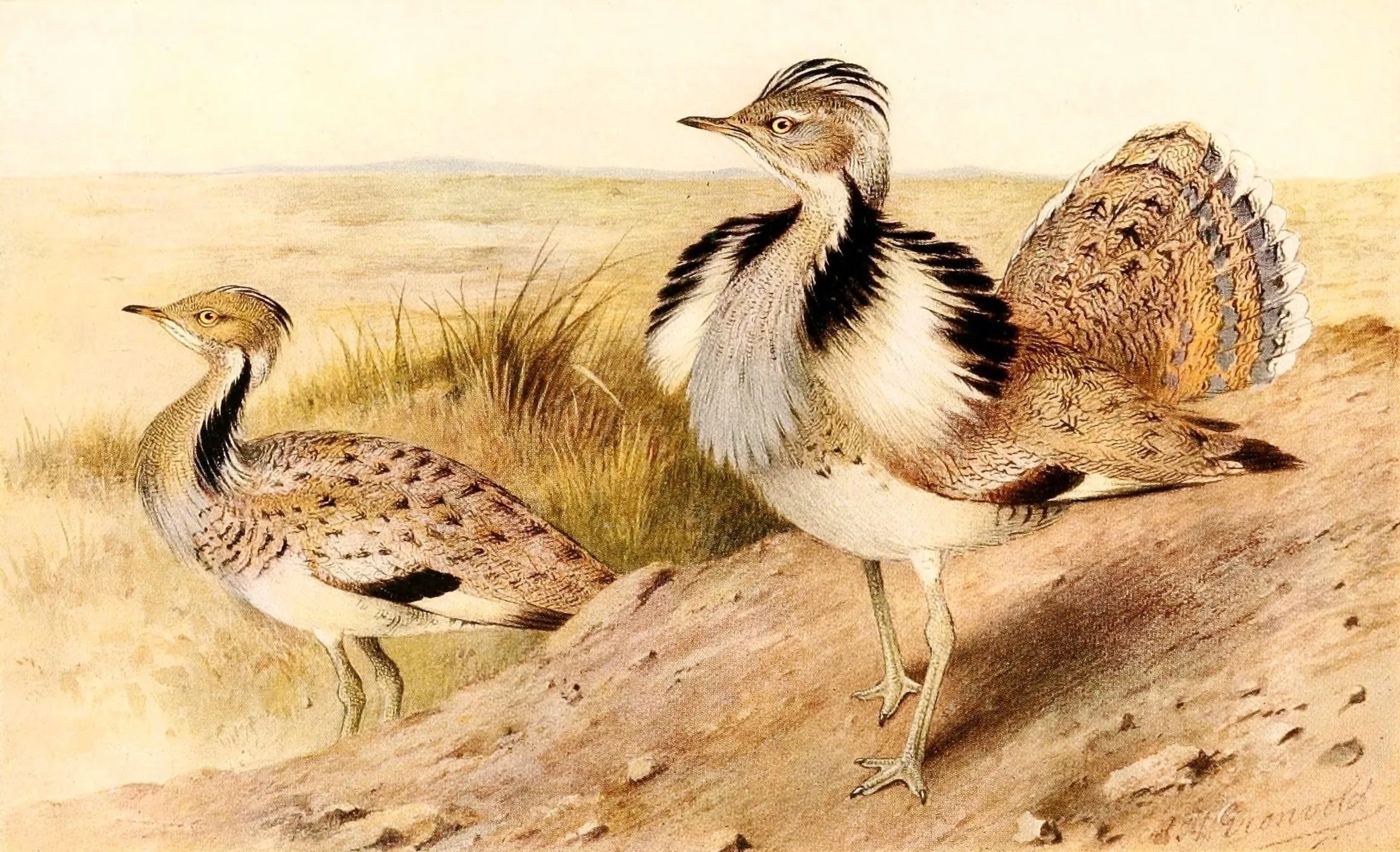 Chlamydotis macqueenii Дрофиные. Степная Дрофа Дудак. Дрофа-красотка chlamydotis undulata Jacquin, 1784. Джек Дрофа красотка.