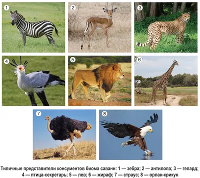 Птицы Краснодарского края и самые яркие представители