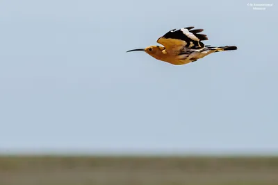 Четвертый очерк - отряд: Соколообразные Falconiformes