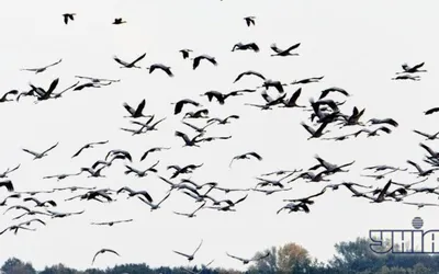Болотная сова | Природа России (фото и видео) | Дзен