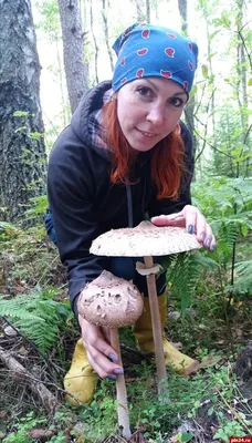 Самый удобный гриб: вкусный, легкий, крупный. Зонтик пестрый | Книга Грибов  | Дзен