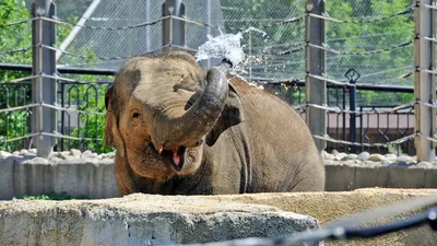 Зоопарк Кхао Кхео (Khao Kheow Open Zoo) - экскурсия из Паттайи | Цены,  описание