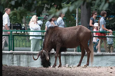 Московский зоопарк