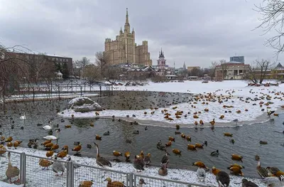 Московский зоопарк - прекрасное место отдыха — отзыв о зоопарке в Москве