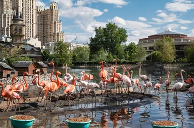 Московский зоопарк | Прогулка с картой и описанием по самому первому  зоопарку в России: жираф, росомаха, панды, моржи, фламинго, пингвины |  Manikol. Путешествия всей семьей | Дзен