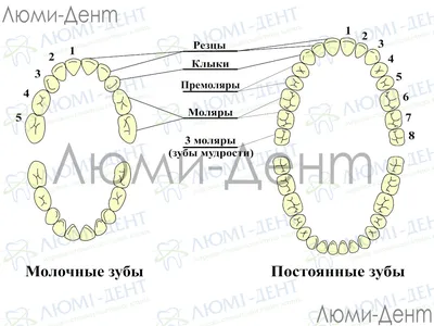 Фото зуба мудрости: как понять, что он причиняет проблемы