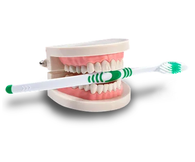 Изображение зубов: как правильно чистить зубы для здоровья и красоты улыбки