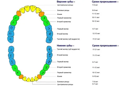 Когда начинают выпадать молочные зубы у детей – схема выпадения