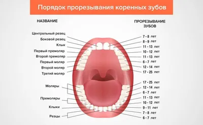 Когда у детей режутся зубы, симптомы и как снять боль новорожденному малышу