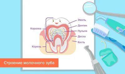 Интернет-проект «Вестник ЗОЖ». Чистите зубы правильно: пошаговая инструкция