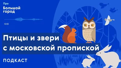 Животные и птицы. Дикие обитатели русского леса Михаил Куценко - купить  книгу Животные и птицы. Дикие обитатели русского леса в Минске —  Издательство Эксмо на OZ.by