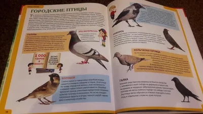 Экологический калейдоскоп «На красной странице звери и птицы» (0+) |  03.10.2022 | Котлас - БезФормата