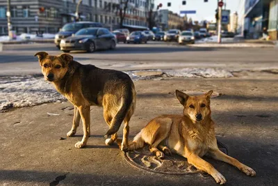 Животные Свердловской области — список, краткое описание и фотографии