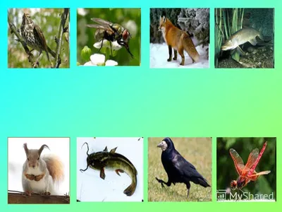 Птицы, звери, насекомые, леса