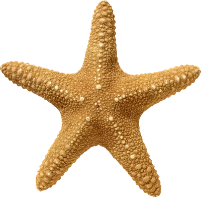 Морская звезда-подсолнух находится под угрозой исчезновения