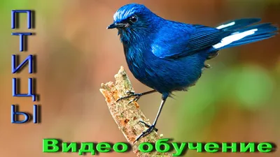 Птицы. Видео обучение. Пение птиц. Учим птиц. Названия птиц. Голоса птиц. Звуки  птиц. - YouTube