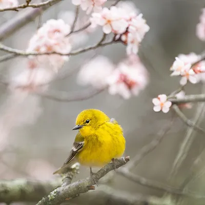 Звуки леса: пение птиц OUM.RU