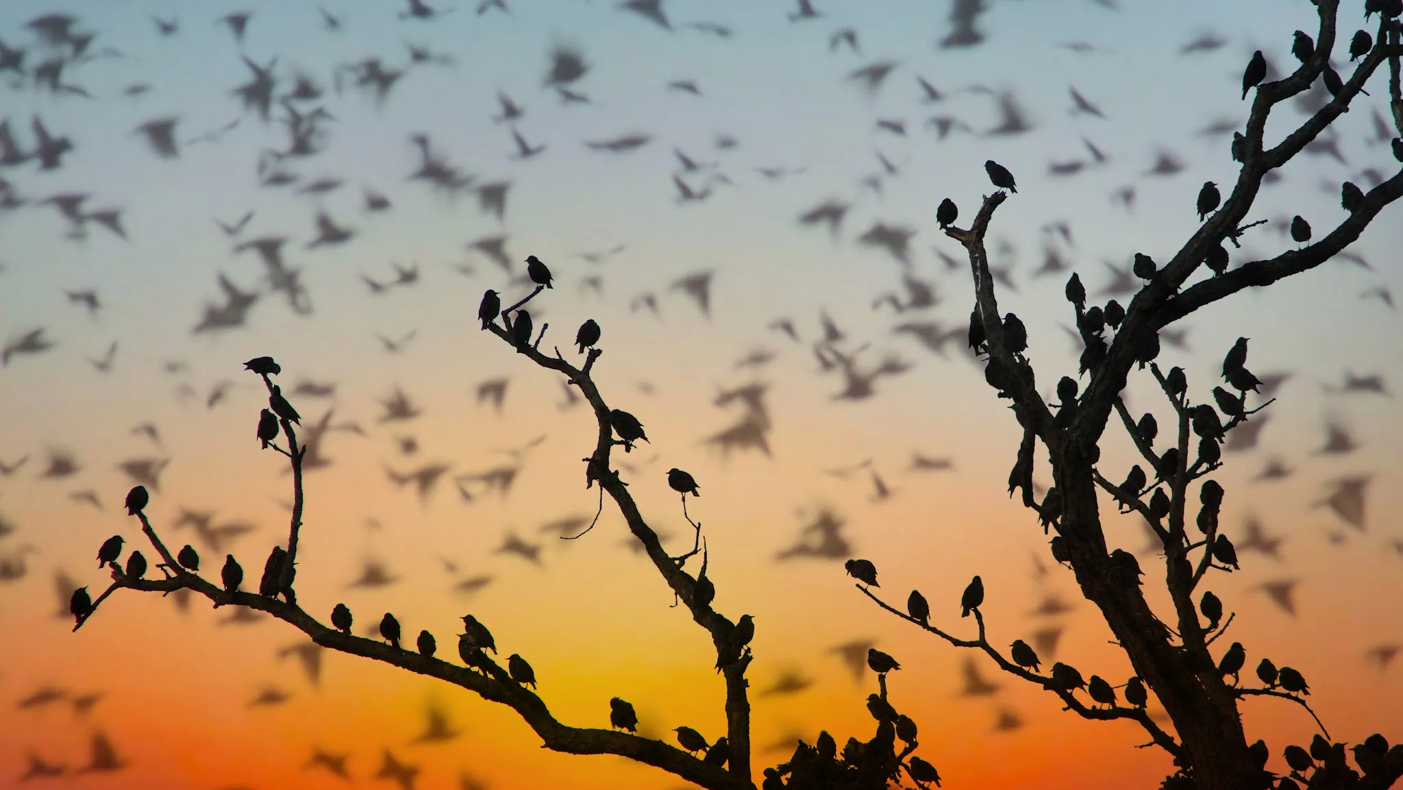 Птицы на дереве. Миграция птиц. Стая птиц на дереве. Дерево солнце птицы.