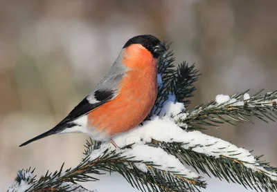 Ученые смогли лучше понять способность птиц определять источник звука | ИА  Красная Весна