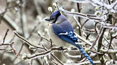 Лесные Птицы Названия и Голоса Животных Познавательное видео - YouTube