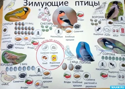 Голоса птиц. Щегол (Carduelis carduelis) - YouTube